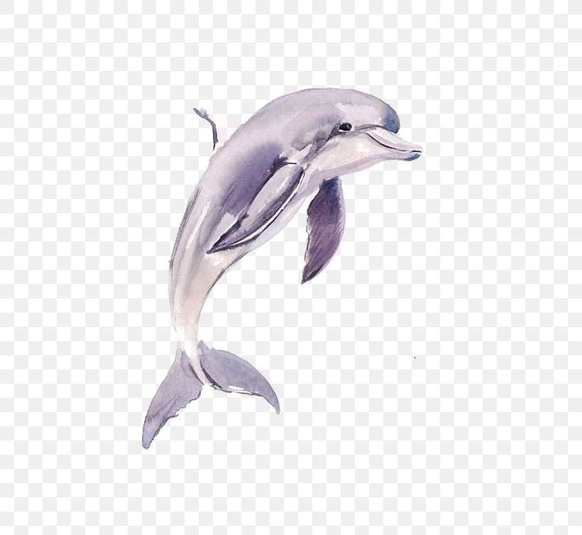 Common Bottlenose Dolphin Short-beaked Common Dolphin Tucuxi Porpoise, PNG, 564x753px, Common Bottlenose Dolphin, Bottlenose Dolphin, Dolphin, Drawing, Fauna Download Free