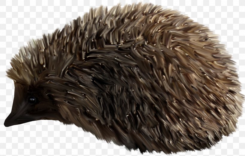 Domesticated Hedgehog Clip Art, PNG, 1331x851px, Hedgehog, Animal, Blog, Cat, Domesticated Hedgehog Download Free