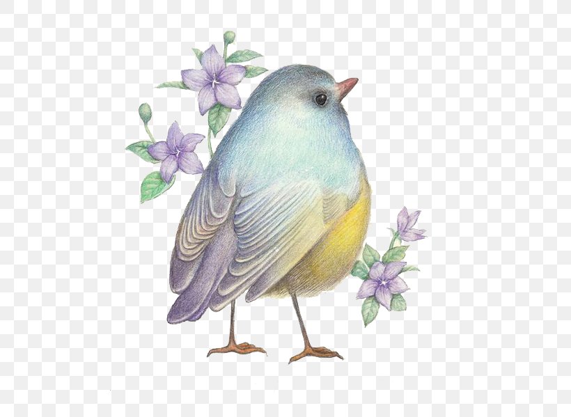 Drawing Birds Drawing Birds Illustration, PNG, 579x599px, Bird, Art, Beak, Branch, Cartoon Download Free