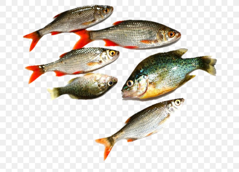 Fish Image Photography Euclidean Vector Seafood, PNG, 720x591px, Fish, Animal Source Foods, Common Rudd, Fish Products, Gratis Download Free