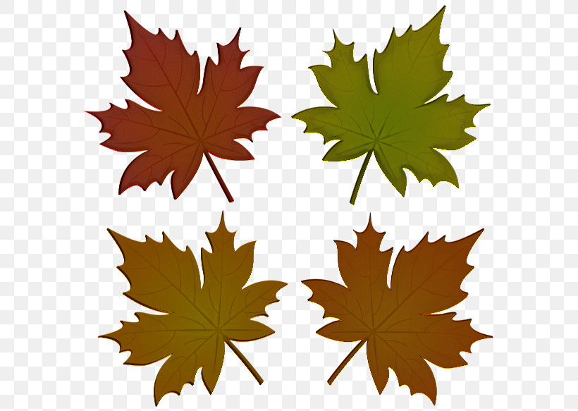 Maple Leaf, PNG, 600x583px, Leaf, Black Maple, Deciduous, Grape Leaves, Maple Download Free