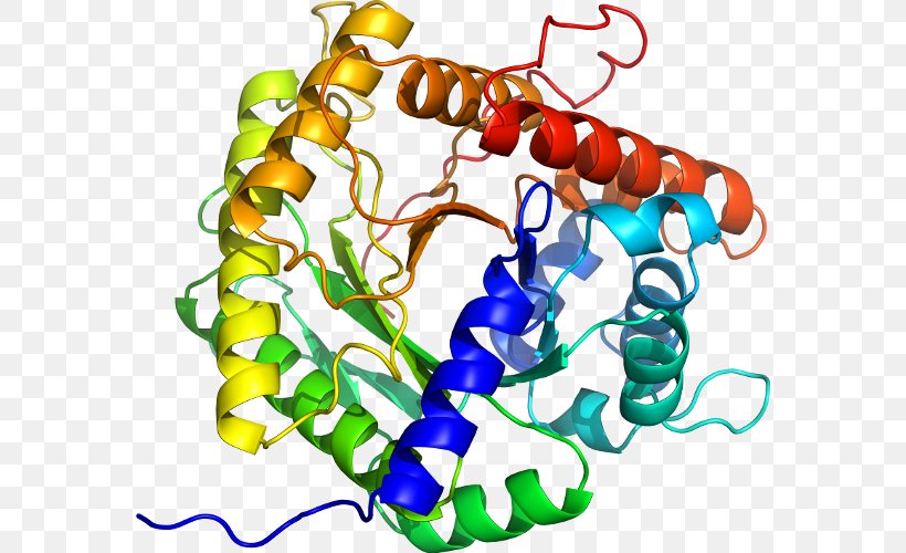 Acetylcholinesterase Butyrylcholinesterase Structure, PNG, 574x500px, Cholinesterase, Acetylcholine, Acetylcholinesterase, Artwork, Betaglucosidase Download Free