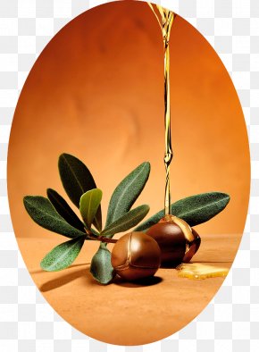 Oil - Argan Oil Cosmetics Hair Care PNG