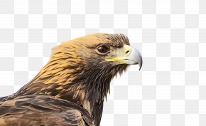 Sea Eagle Feather - Cartoon Nature Background PNG
