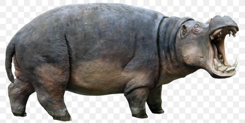 Hippopotamus Clip Art, PNG, 800x412px, Hippopotamus, Dots Per Inch, Fauna, Image Resolution, Lossless Compression Download Free