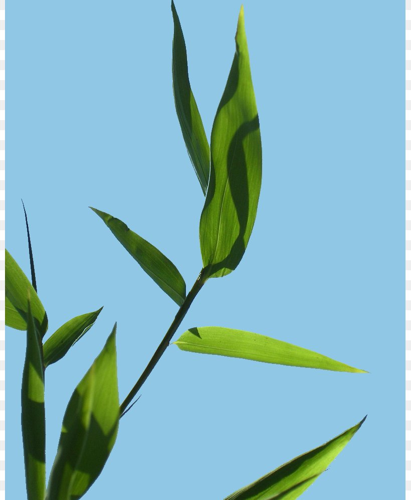 Leaf Grasses Plant Stem Herbalism Branching, PNG, 799x999px, Leaf, Branch, Branching, Family, Grass Download Free