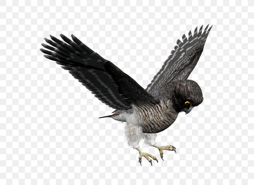 Bald Eagle Bird Owl Hawk, PNG, 600x600px, Bald Eagle, Accipitriformes, Beak, Bird, Bird Of Prey Download Free