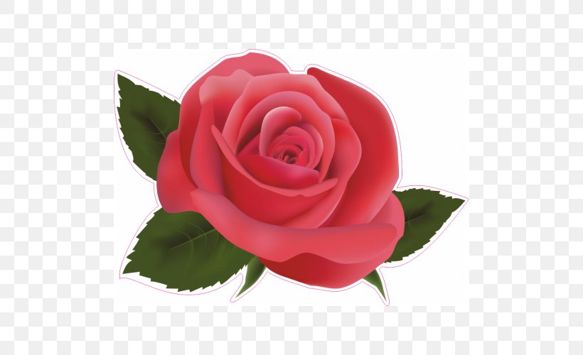 Rose Clip Art, PNG, 500x500px, Rose, Camellia, China Rose, Cut Flowers, Diagram Download Free