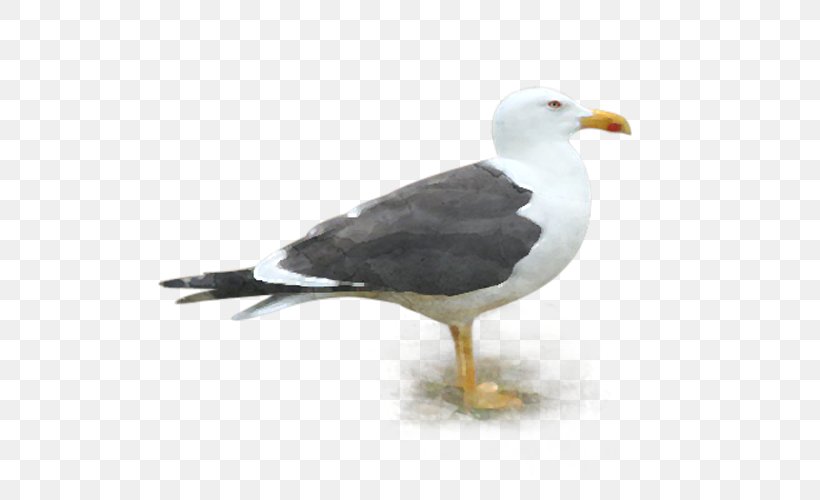 Great Black-backed Gull Gulls European Herring Gull Lesser Black-backed Gull Mouette, PNG, 634x500px, Great Blackbacked Gull, American Herring Gull, Beak, Bird, Charadriiformes Download Free