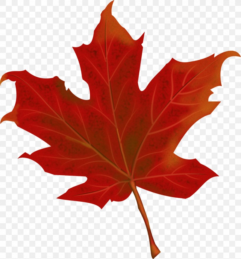 Leaf Autumn Canada, PNG, 1190x1280px, Leaf, Art, Autumn, Autumn Leaf Color, Canada Download Free