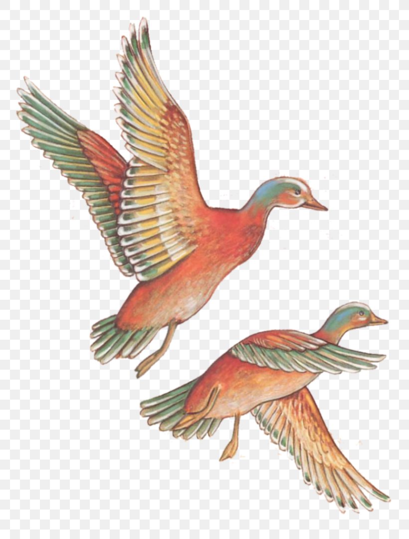 Mallard Goose Duck Feather Fauna, PNG, 800x1079px, Mallard, Beak, Bird, Duck, Ducks Geese And Swans Download Free