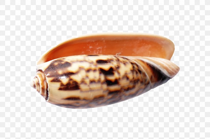 Seashell Snail Conchology, PNG, 1280x853px, Seashell, Beach, Body Jewelry, Conchology, Invertebrate Download Free