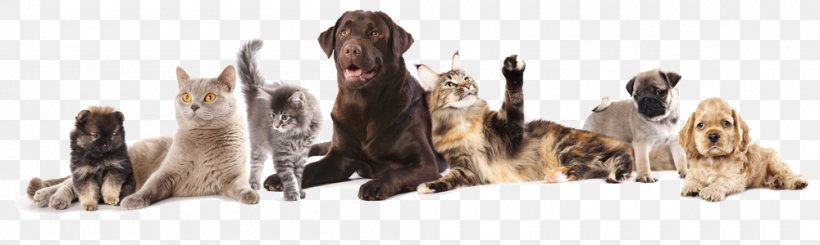Birman Dog–cat Relationship Golden Retriever Veterinarian Pet, PNG, 1000x300px, Birman, Animal Figure, Carnivoran, Cat, Catbird Download Free