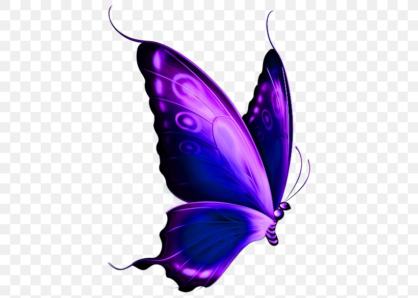 Butterfly Purple Clip Art, PNG, 433x585px, Butterfly, Arthropod, Blue, Bluegreen, Brush Footed Butterfly Download Free