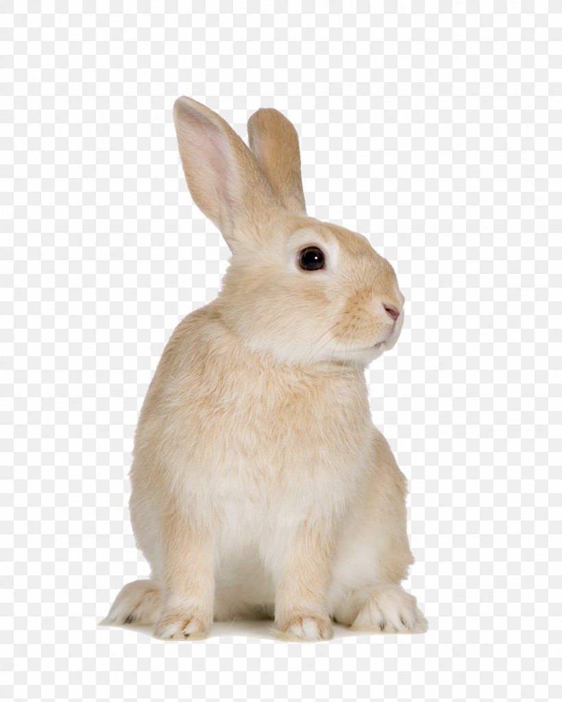 Domestic Rabbit Cat Hare, PNG, 1024x1280px, Domestic Rabbit, Animal, Cat, Cuteness, Fauna Download Free