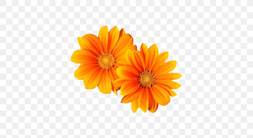 Transvaal Daisy Flower Orange Clip Art, PNG, 600x450px, Transvaal Daisy, Blume, Calendula, Chrysanths, Cut Flowers Download Free