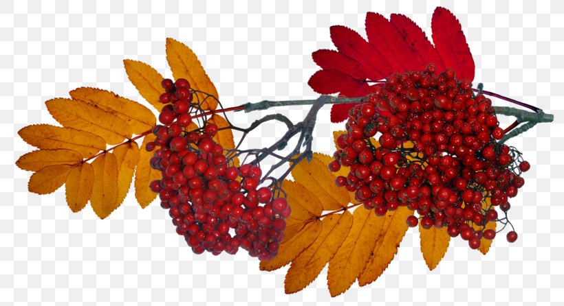 Autumn Nalewka Clip Art, PNG, 800x446px, Autumn, Abscission, Auglis, Berry, Digital Image Download Free