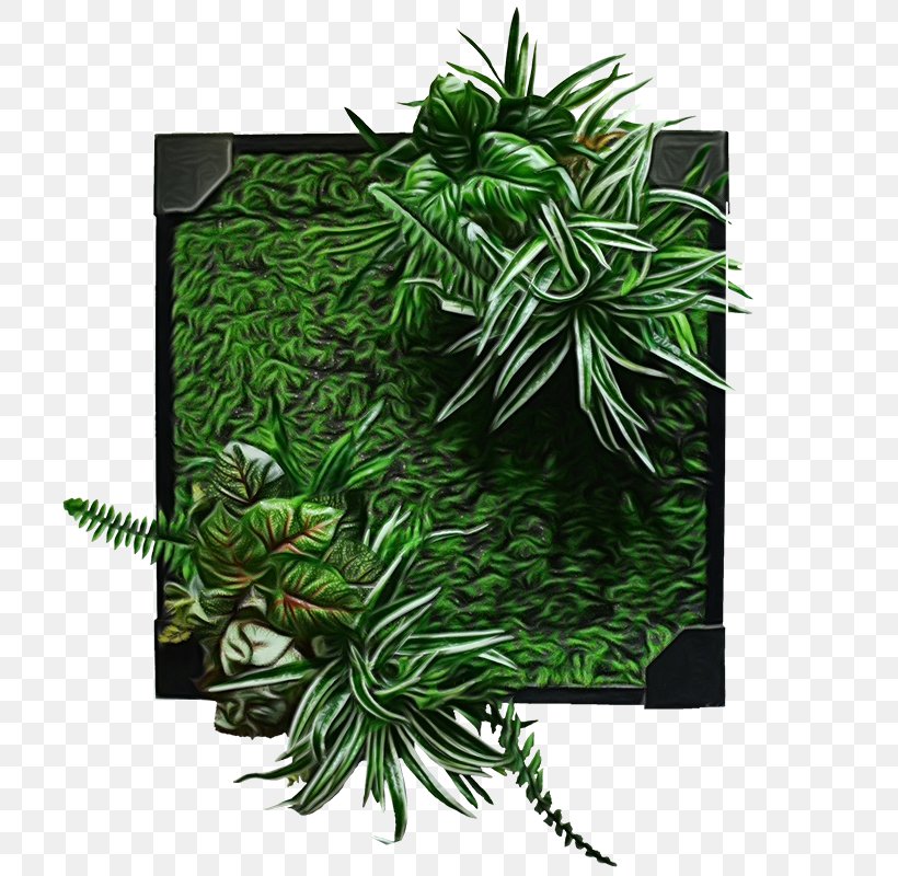 Green Grass Background, PNG, 800x800px, Leaf, Fern, Flower, Grass, Green Download Free