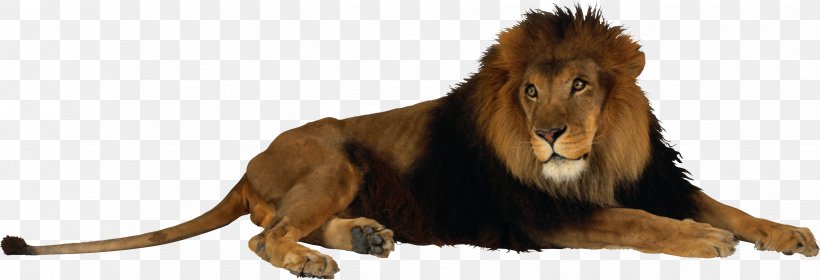 Lion Desktop Wallpaper Clip Art, PNG, 3366x1151px, Lion, Animal Figure, Big Cats, Carnivoran, Cat Like Mammal Download Free