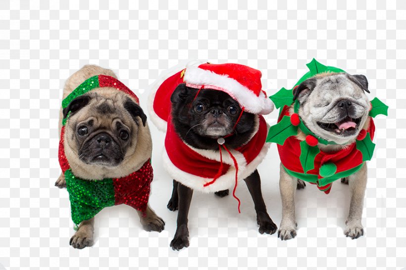 Pug Puppy Dog Breed Companion Dog Christmas Ornament, PNG, 900x600px, Pug, Breed, Carnivoran, Christmas, Christmas Day Download Free