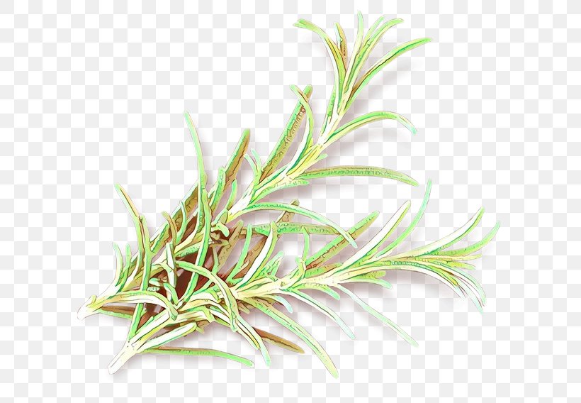 Rosemary, PNG, 744x568px, Cartoon, Flower, Flowering Plant, Grass, Grass Family Download Free