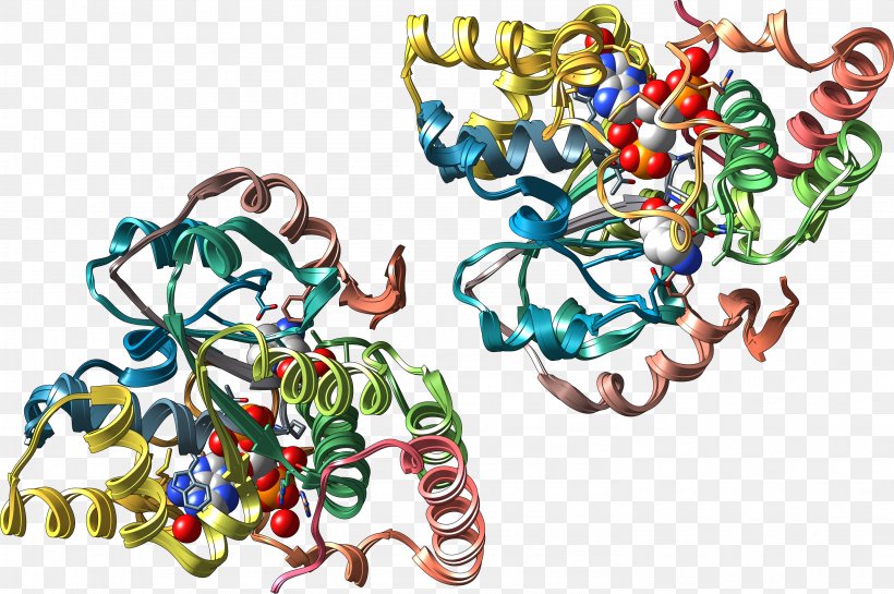 Sulfotransferase Enzyme 3'-Phosphoadenosine-5'-phosphosulfate, PNG, 2961x1971px, Sulfotransferase, Alcohol, Amine, Art, Body Jewelry Download Free