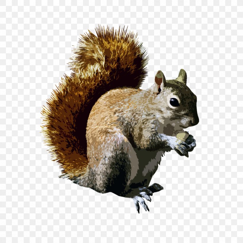 Tree Squirrels Rodent Clip Art, PNG, 1000x1000px, Tree Squirrels, Acorn, Animal, Blog, Fauna Download Free