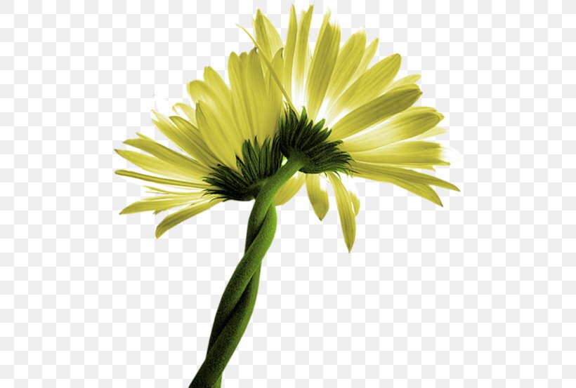 Common Daisy Oxeye Daisy Clip Art Flower Transvaal Daisy, PNG, 500x553px, Common Daisy, Annual Plant, Chamomile, Chrysanthemum, Chrysanths Download Free