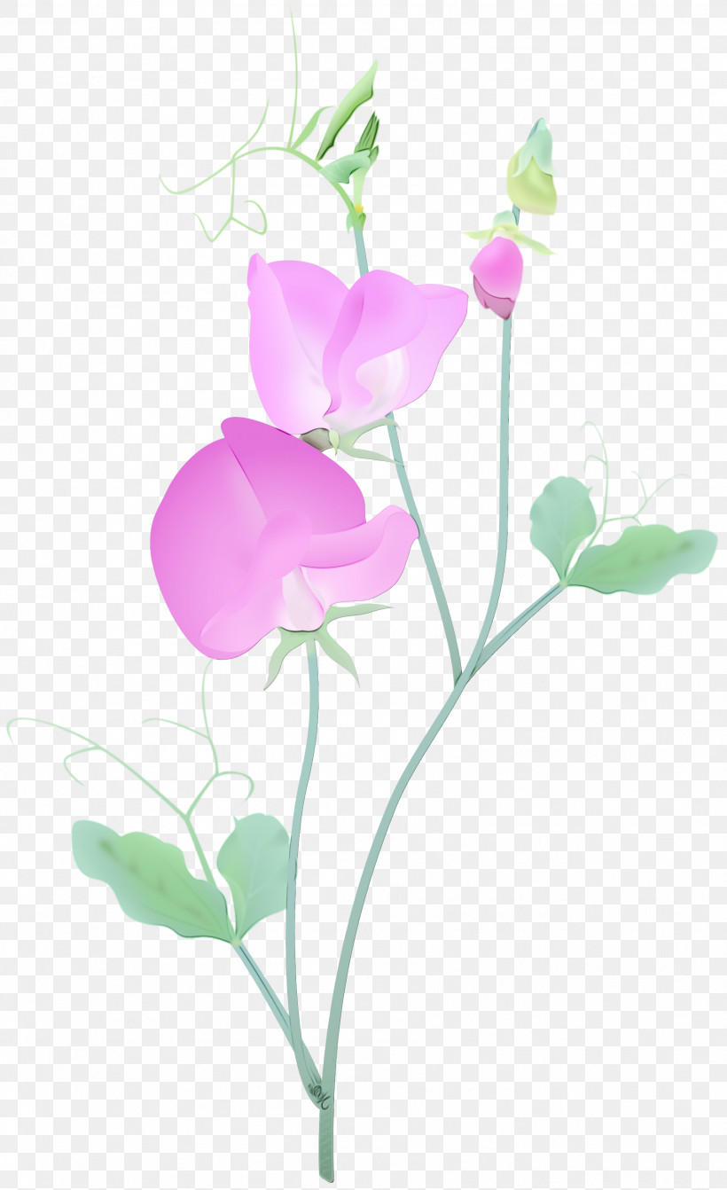 Flower Plant Petal Pink Pedicel, PNG, 1777x2909px, Watercolor, Cut Flowers, Flower, Paint, Pedicel Download Free