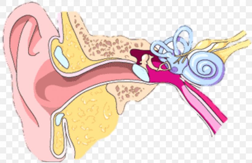 Outer Ear Middle Ear Inner Ear Ear Canal, PNG, 1049x680px, Watercolor, Cartoon, Flower, Frame, Heart Download Free