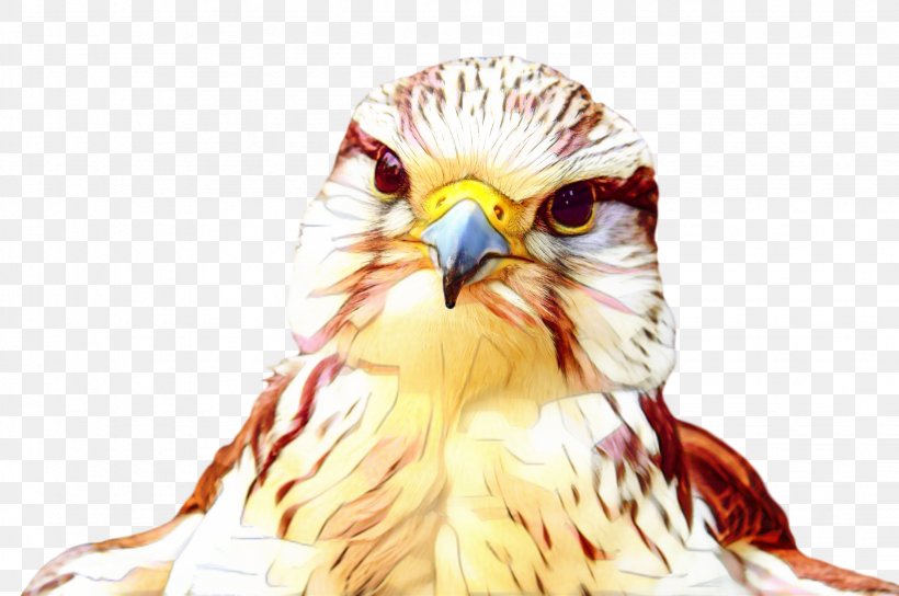 Owl Beak Hawk Eagle Falcon, PNG, 2261x1500px, Owl, Accipitridae, Accipitriformes, Bald Eagle, Beak Download Free