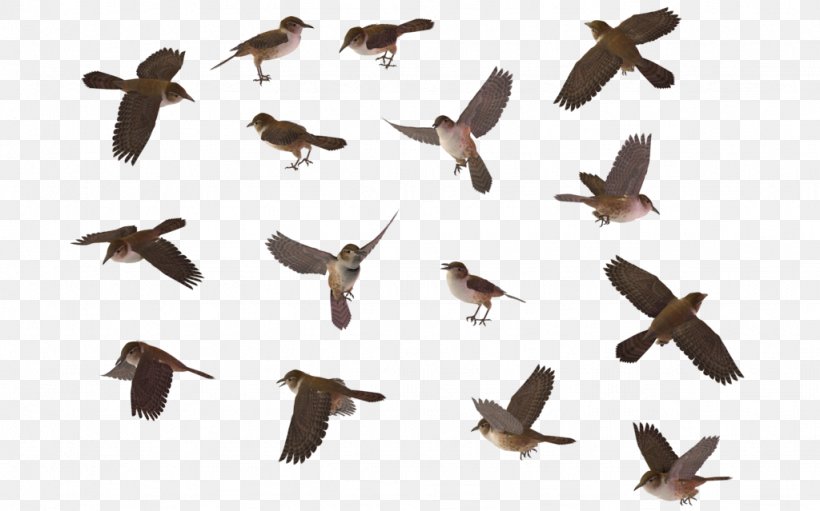 Bird Wren House Sparrow, PNG, 1024x639px, Bird, Animal Migration, Beak, Bird Migration, Blue Jay Download Free