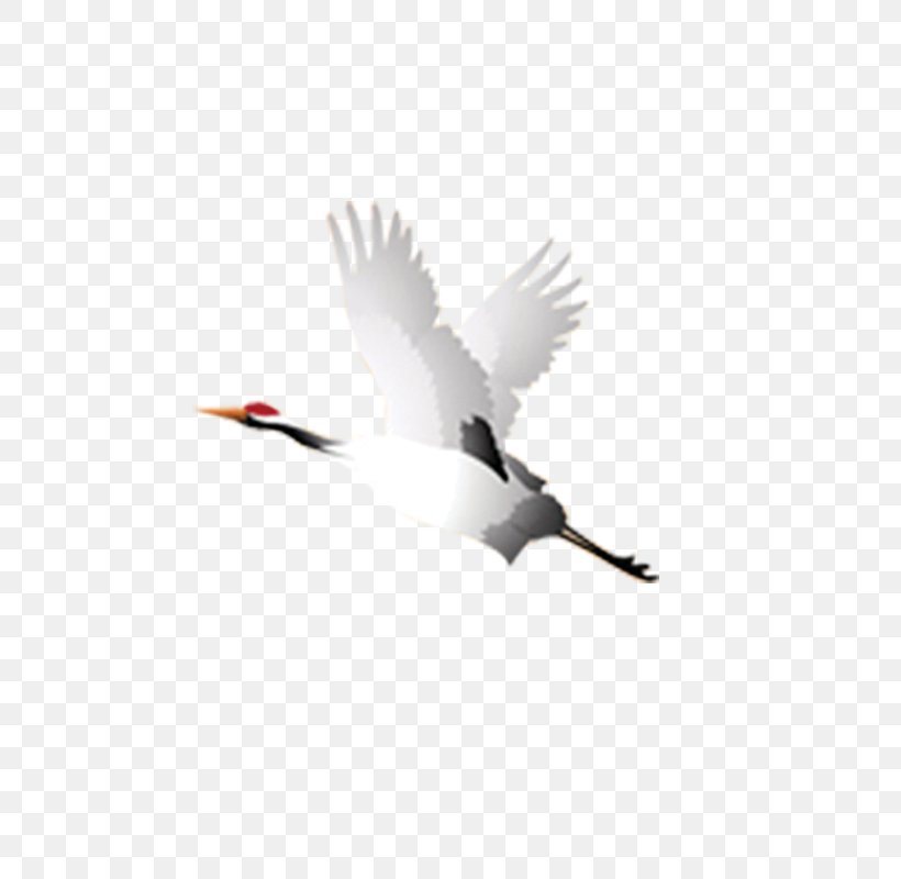Crane Bird Flight Takeoff, PNG, 800x800px, Watercolor, Cartoon, Flower, Frame, Heart Download Free