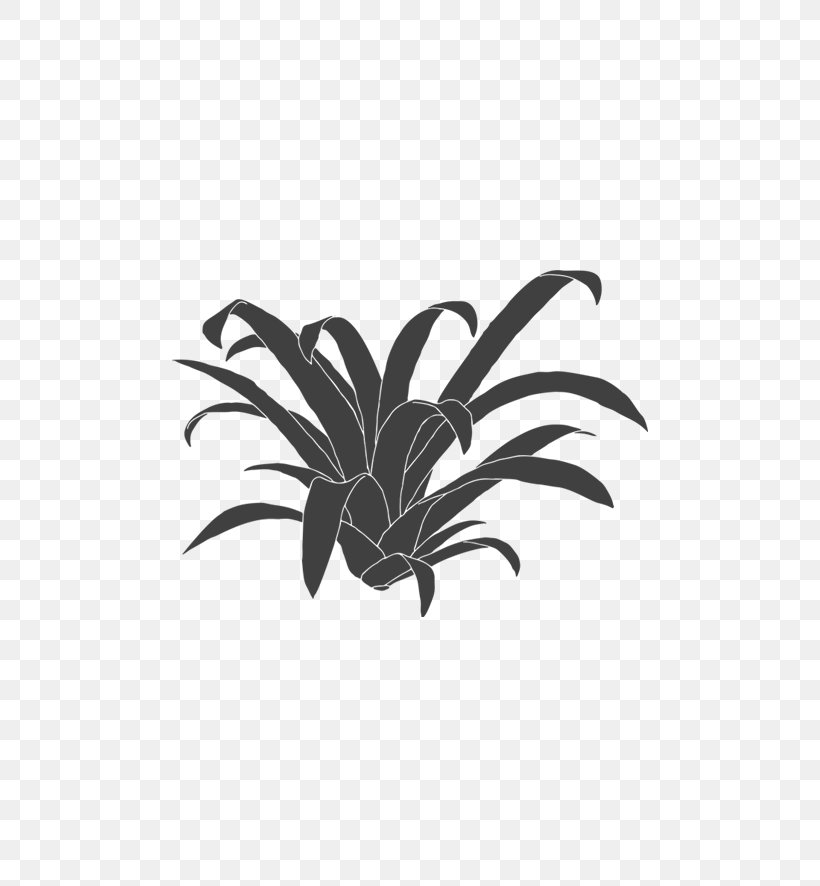 Green Leaf Background, PNG, 768x886px, Guzmania, Autumn, Blackandwhite, Bromeliads, Color Download Free