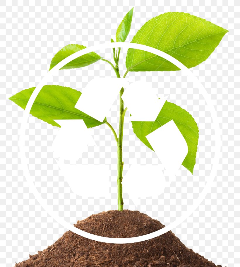 Medical Waste Waste Management Tree Soil, PNG, 784x912px, Medical Waste, Flowerpot, Medicine, Plant, Plant Stem Download Free