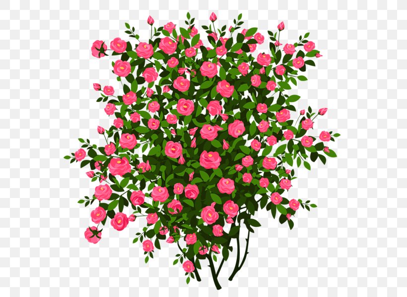 Rose Shrub Clip Art, PNG, 589x600px, Rose, Annual Plant, Blue Rose, Branch, Cut Flowers Download Free
