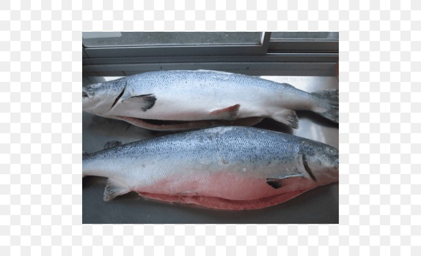 Atlantic Salmon Salmonids Fish Products, PNG, 500x500px, Atlantic Salmon, Animal Source Foods, Barramundi, Bonito, Bony Fish Download Free