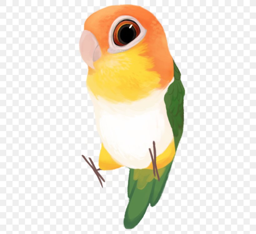 Budgerigar Lovebird Green-thighed Parrot Parakeet, PNG, 500x750px, Budgerigar, Beak, Bird, Caique, Common Pet Parakeet Download Free