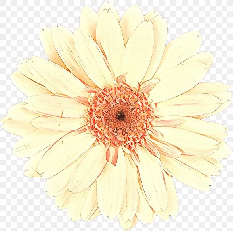 Flowers Background, PNG, 1200x1188px, Transvaal Daisy, Artificial Flower, Aster, Asterales, Barberton Daisy Download Free