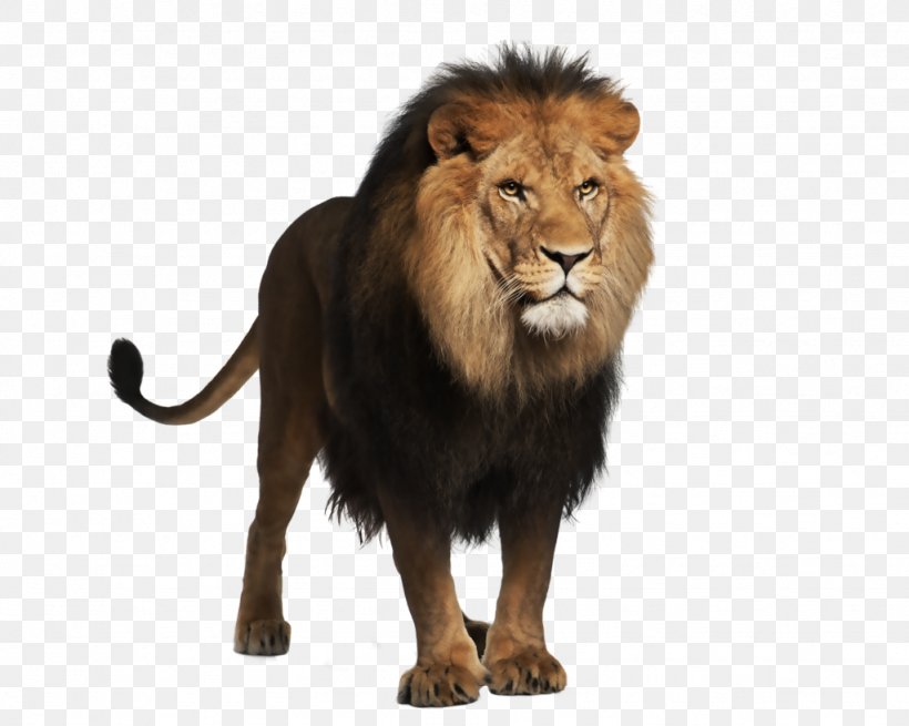 Lion Felidae Macintosh Clip Art, PNG, 1024x819px, Lion, Big Cats, Carnivoran, Cat Like Mammal, Felidae Download Free