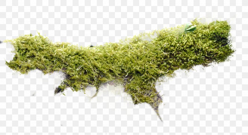 Moss Non-vascular Plant Bash, PNG, 1600x876px, Moss, Art, Bash, Blog, Digital Media Download Free