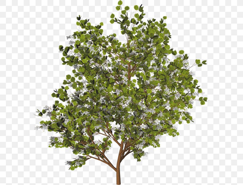 Branch Tree Evergreen Shrub Clip Art, PNG, 600x626px, Branch, Arbor Day, Chinese Sweet Plum, Christmas Tree, Evergreen Download Free
