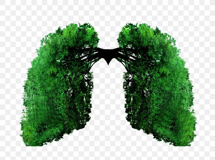 Lung Vecteur, PNG, 905x677px, Lung, Designer, Grass, Gratis, Green Download Free