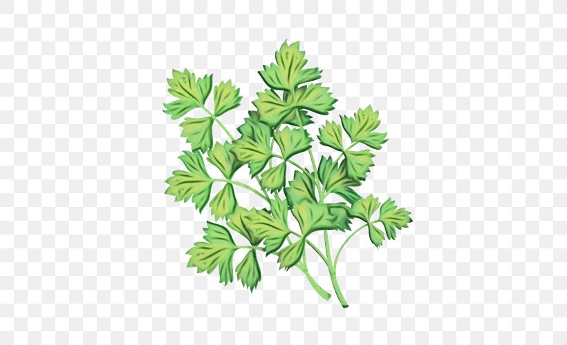 Parsley, PNG, 500x500px, Watercolor, Cinquefoil, Flower, Flowering Plant, Geranium Download Free