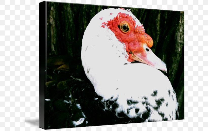 Rooster Water Bird Beak Chicken As Food, PNG, 650x516px, Rooster, Beak, Bird, Chicken, Chicken As Food Download Free
