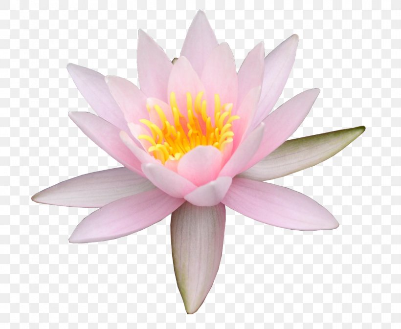 Sacred Lotus Water Lily Photography Image, PNG, 1246x1024px, Sacred Lotus, Aquatic Plant, Drawing, Flora, Flower Download Free