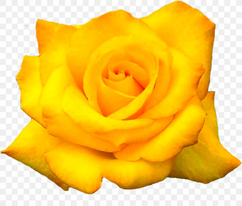 The Yellow Rose Of Texas Flower Desktop Wallpaper, PNG, 935x798px, Yellow Rose Of Texas, Aspect Ratio, Blue Rose, Cut Flowers, Floristry Download Free