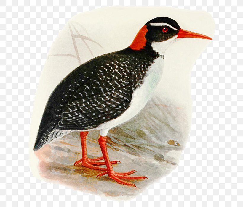 Cartoon Bird, PNG, 672x700px, Tahiti Rail, Beak, Bird, Bird Extinction, Endangered Species Download Free