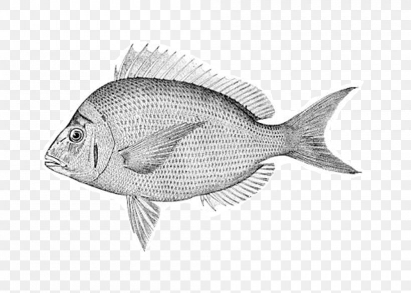 Scup Porgy Fishing Measurement, PNG, 1000x714px, Scup, Black Sea Bass, Bonyfish, Drawing, Fish Download Free