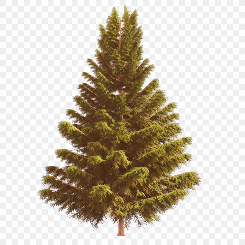 Shortleaf Black Spruce Columbian Spruce Balsam Fir Sugar Pine Tree, PNG, 1024x1024px, Shortleaf Black Spruce, Balsam Fir, Colorado Spruce, Columbian Spruce, Lodgepole Pine Download Free